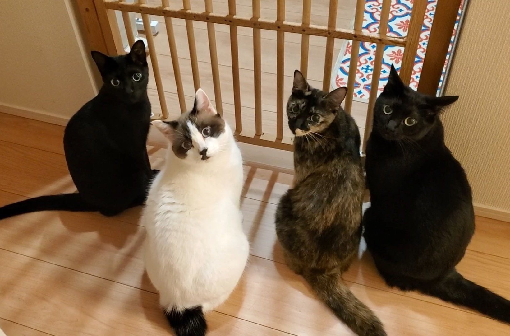 見返り美人はもう古い？4匹の猫が一斉に振り返ると…「見返り美猫」に