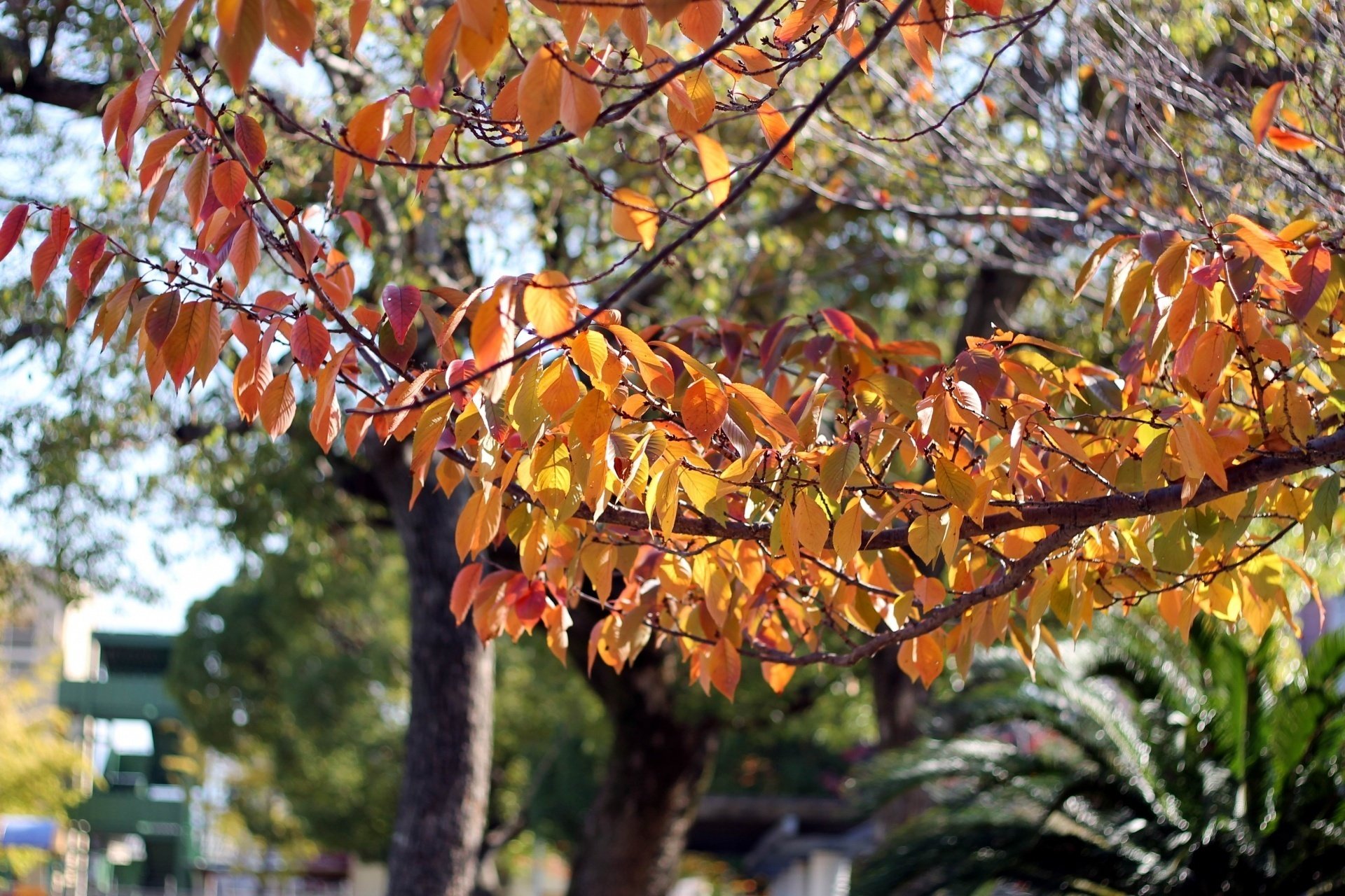 秋は第二の春。木の葉がみんな花になる。｜鈴木咲子/ Sakiko Suzuki