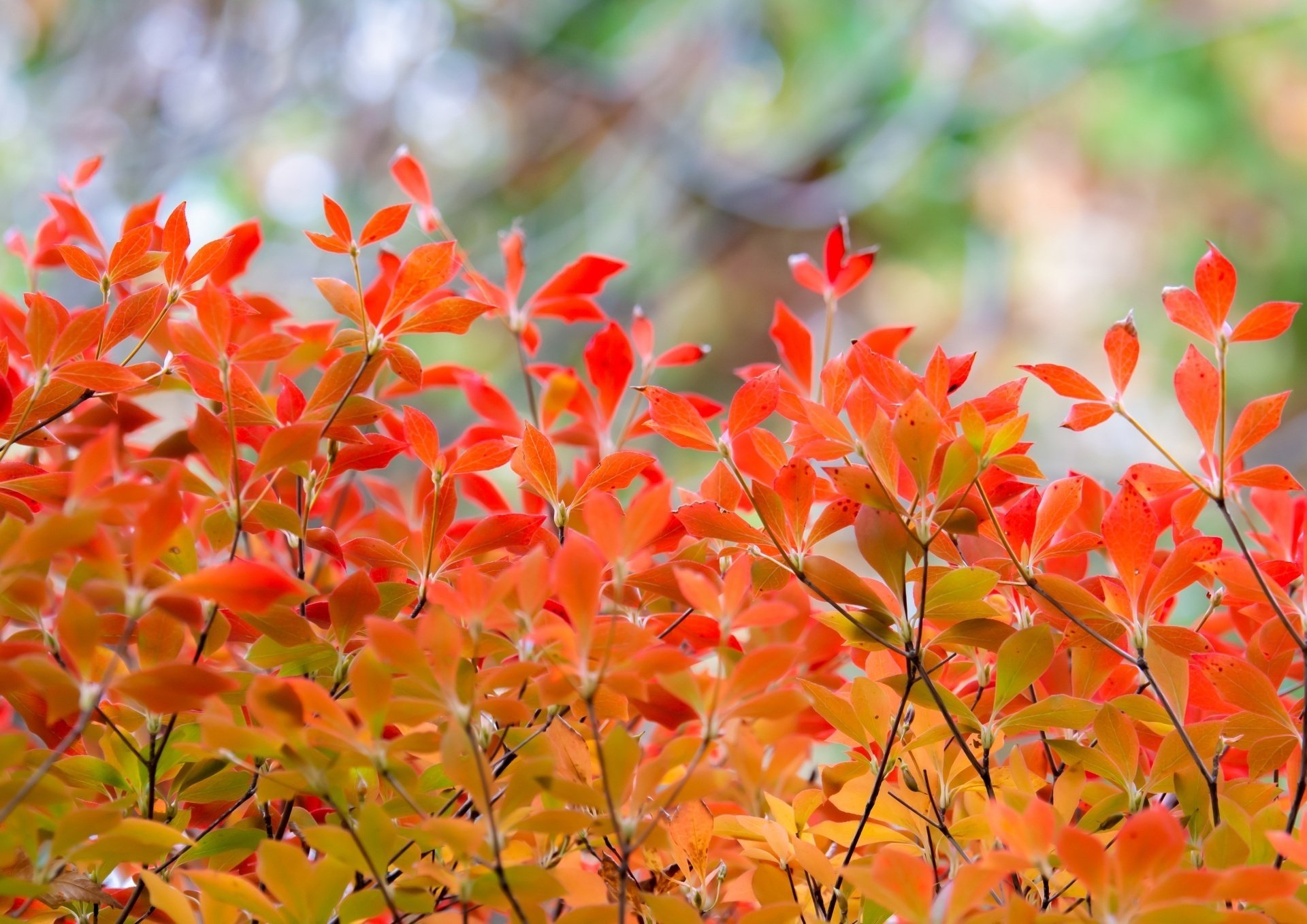 秋は第二の春。木の葉がみんな花になる。｜鈴木咲子/ Sakiko Suzuki