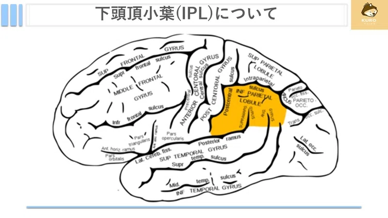 弓状束について|くろ 作業療法士