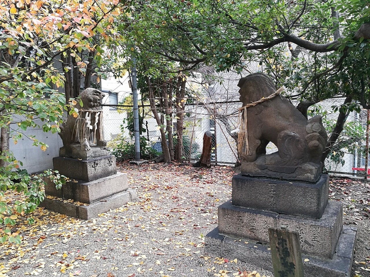 堀越神社　狛犬二体 大阪市の神社と狛犬 ⑯天王寺区 ④堀越神社～寛政の隠居狛犬～｜komajin