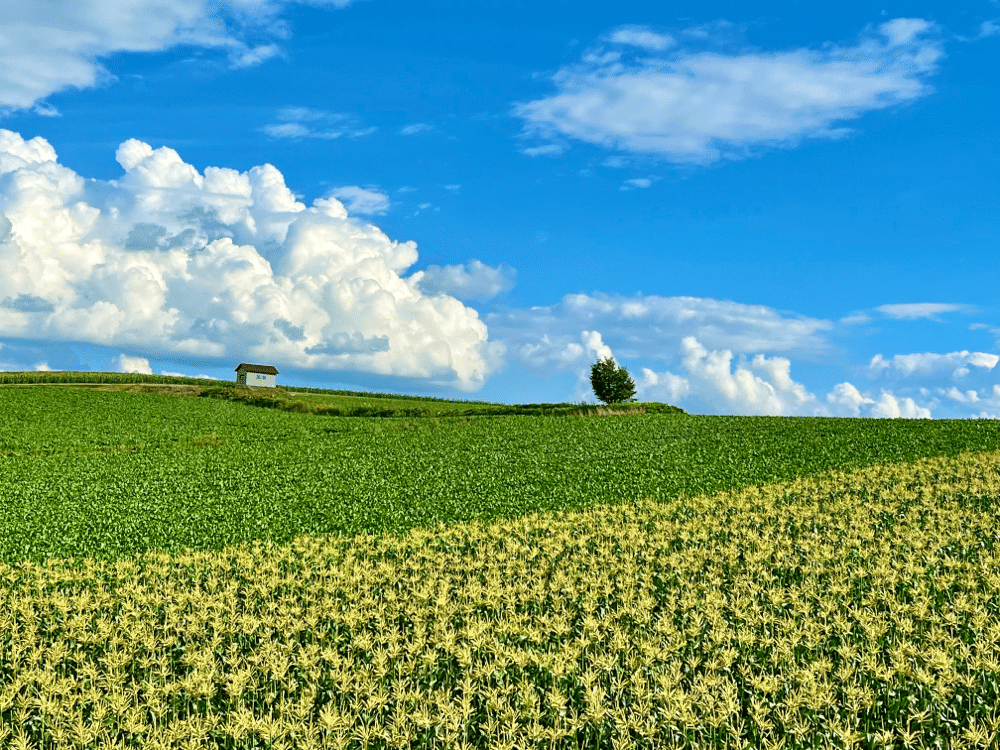 美瑛が誇る巨匠・前田真三『丘から丘へ』展｜ヨーコJAPAN