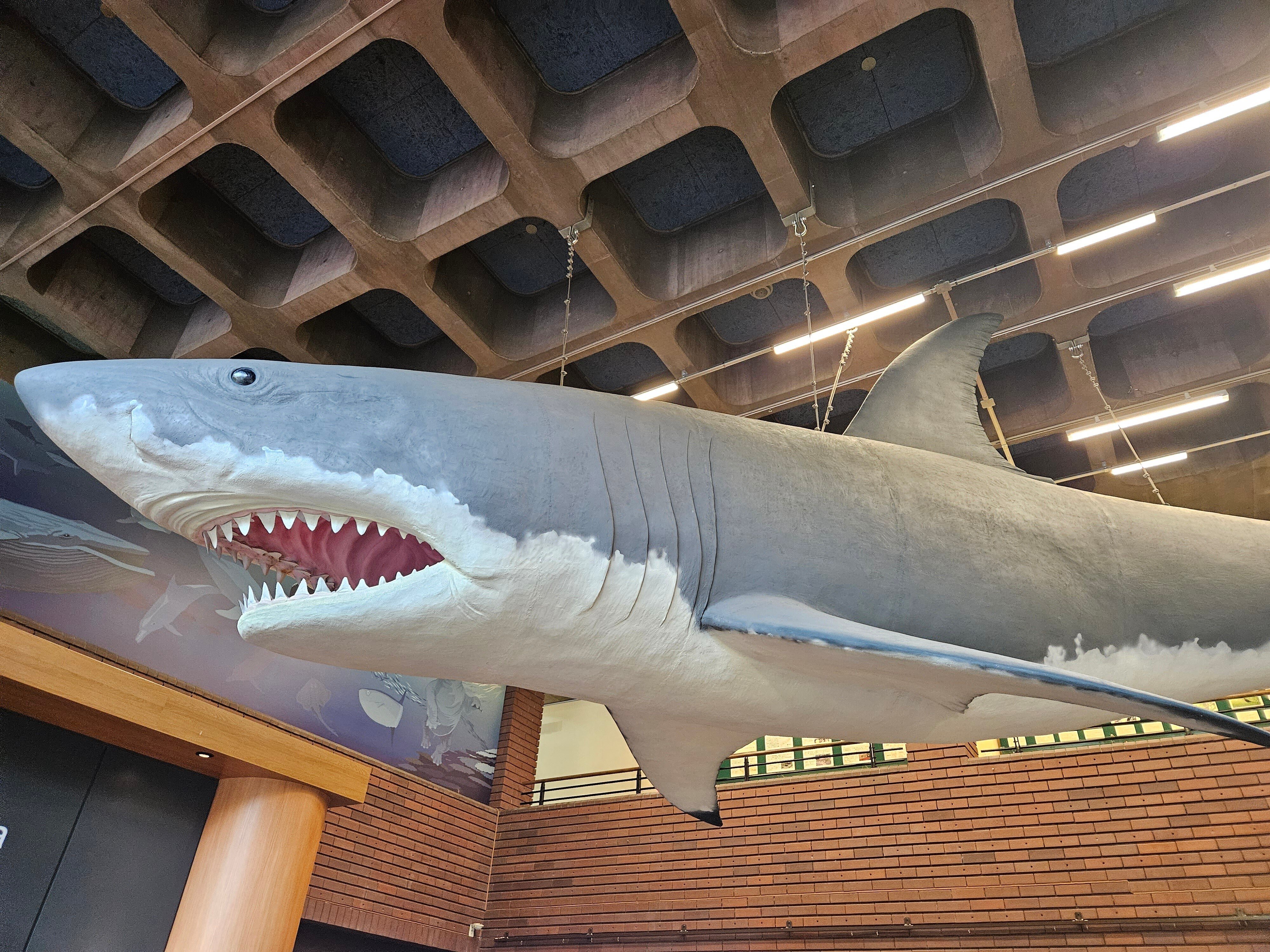 【人気沸騰】 Giant White Shark 絶滅種 特大 完全体 コレクション｜その他 コレクション