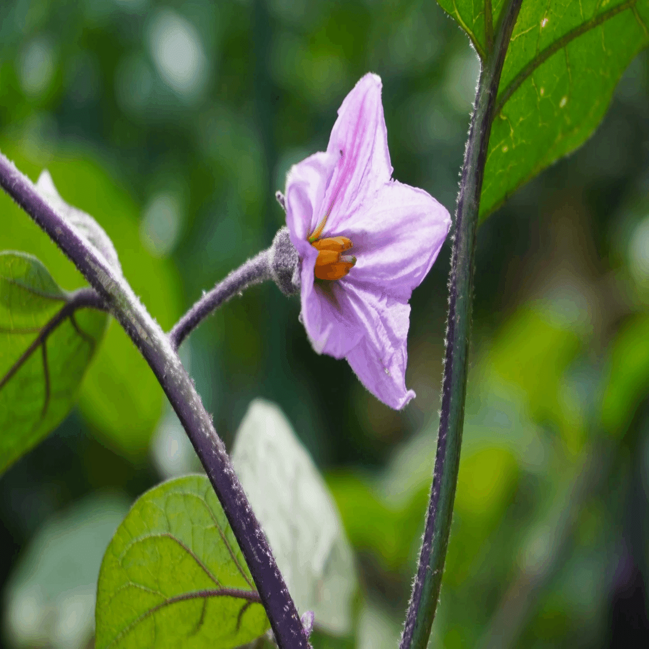 親の意見と茄子の花｜鈴木咲子/ Sakiko Suzuki