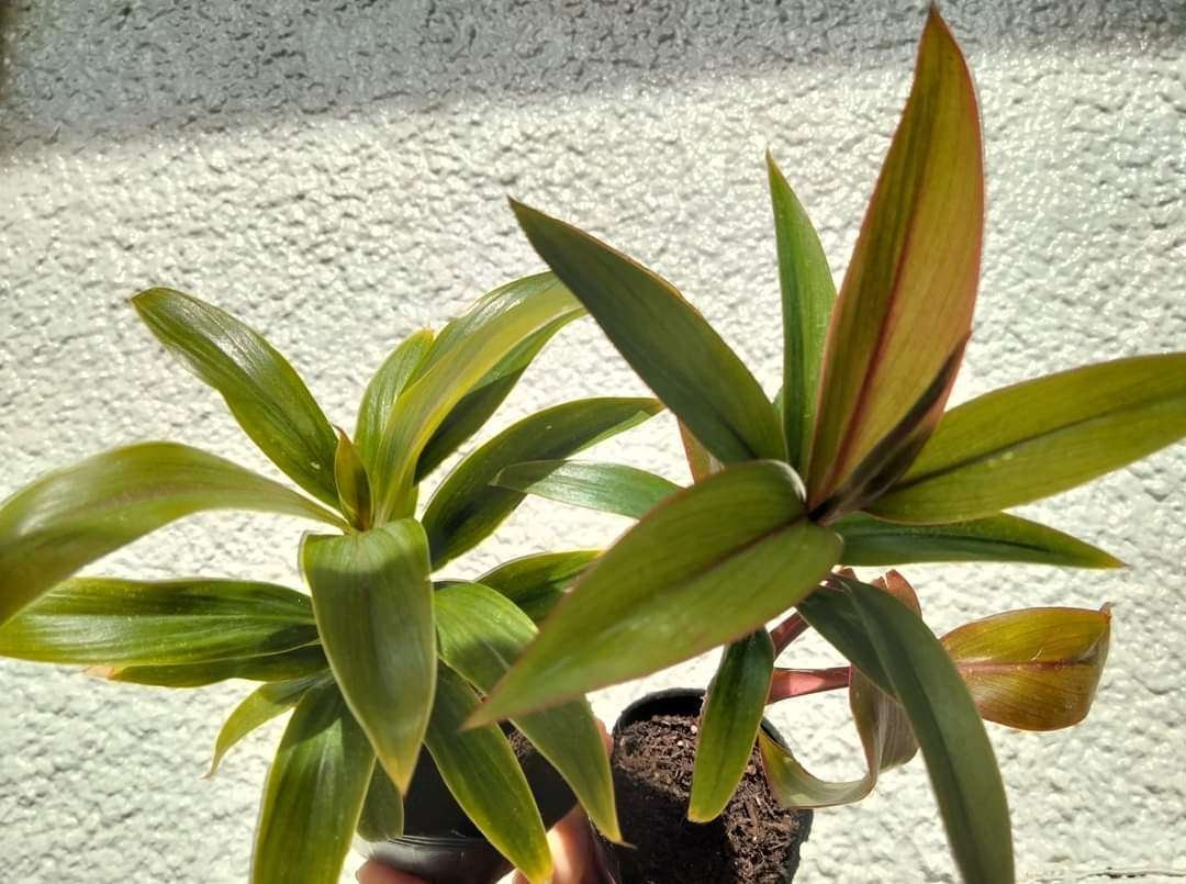 ドラセナとコルジリネは別人よっ！【コルジリネ編】｜チワワ社長