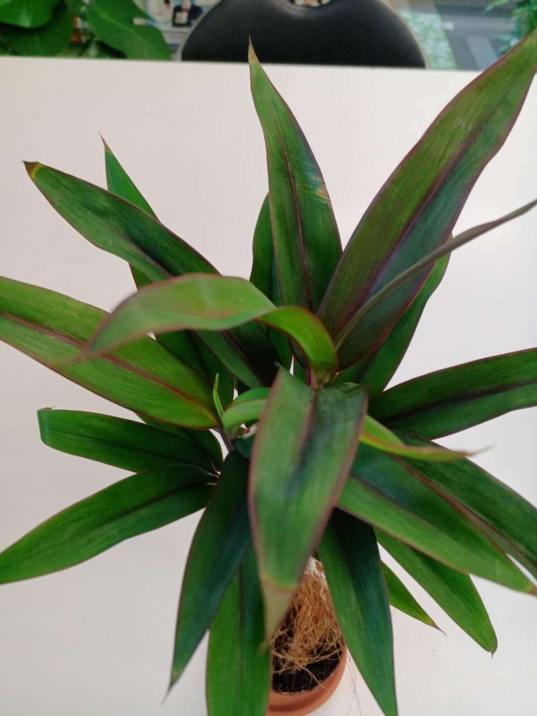 ドラセナとコルジリネは別人よっ！【コルジリネ編】｜チワワ社長