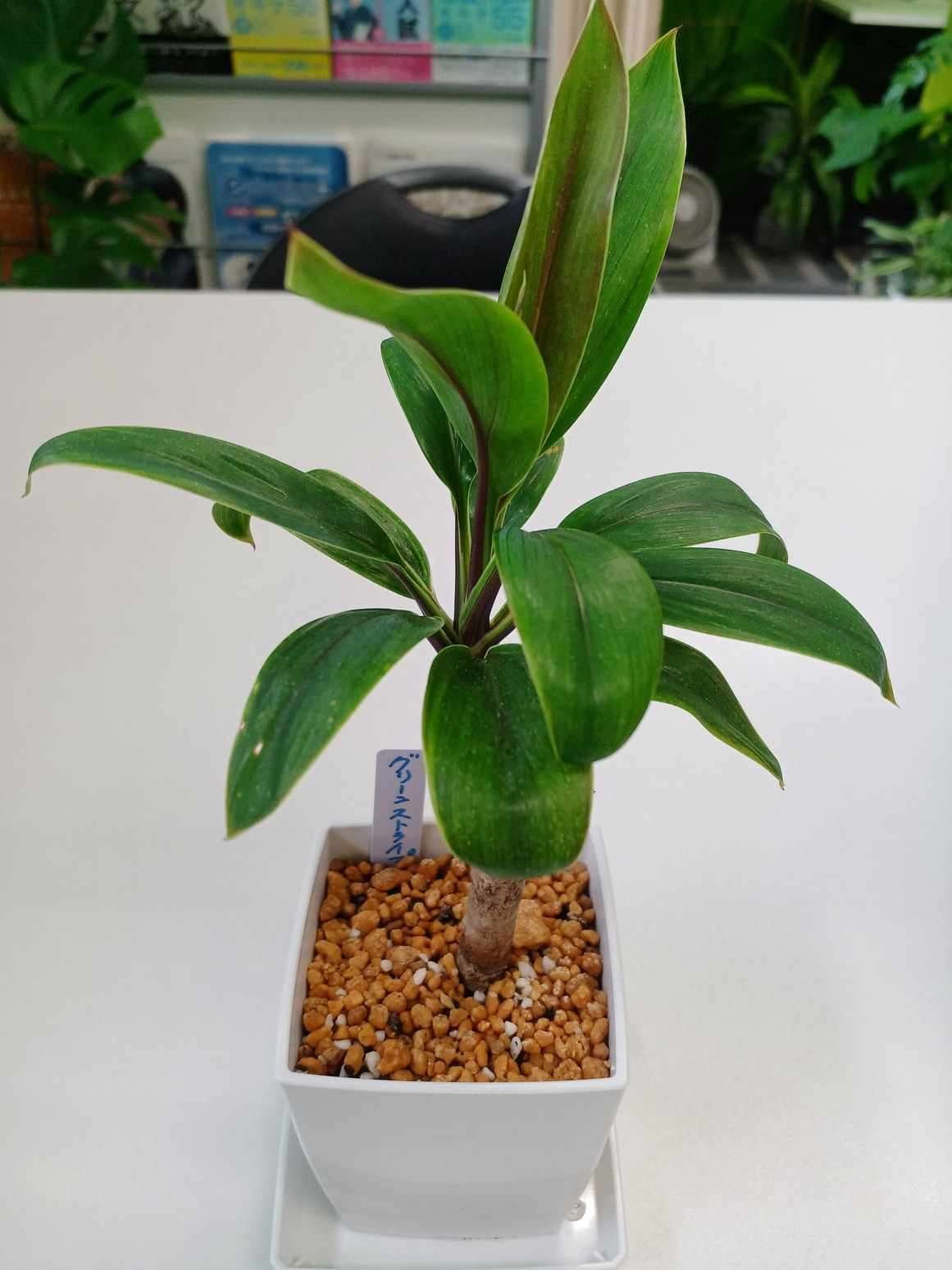 コルジリネ　チャイナボーイ（ドラセナ） 希少 コルジリネ チャイナボーイ（ドラセナ） - メルカリ