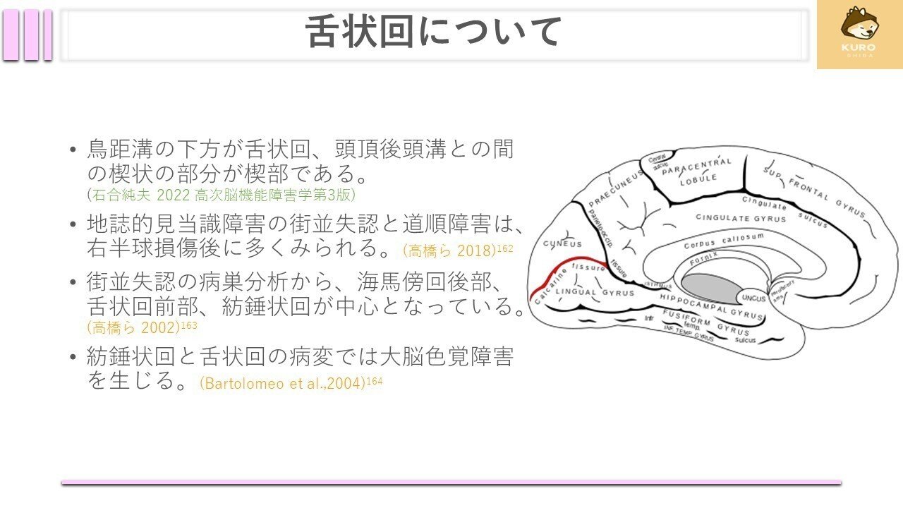 帯状束について｜くろ 作業療法士