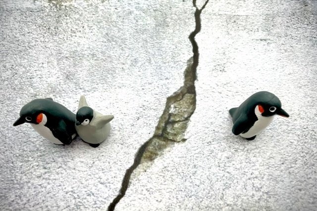 片方の親ペンギンについていく子ペンギン