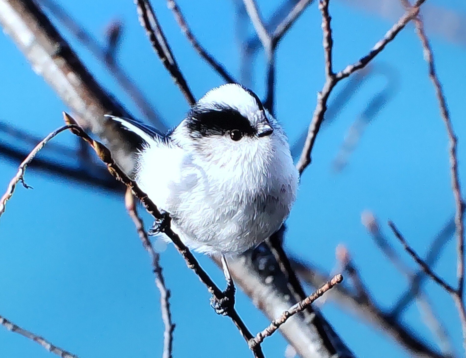 奥日光のエナガ ｜奥日光 letter