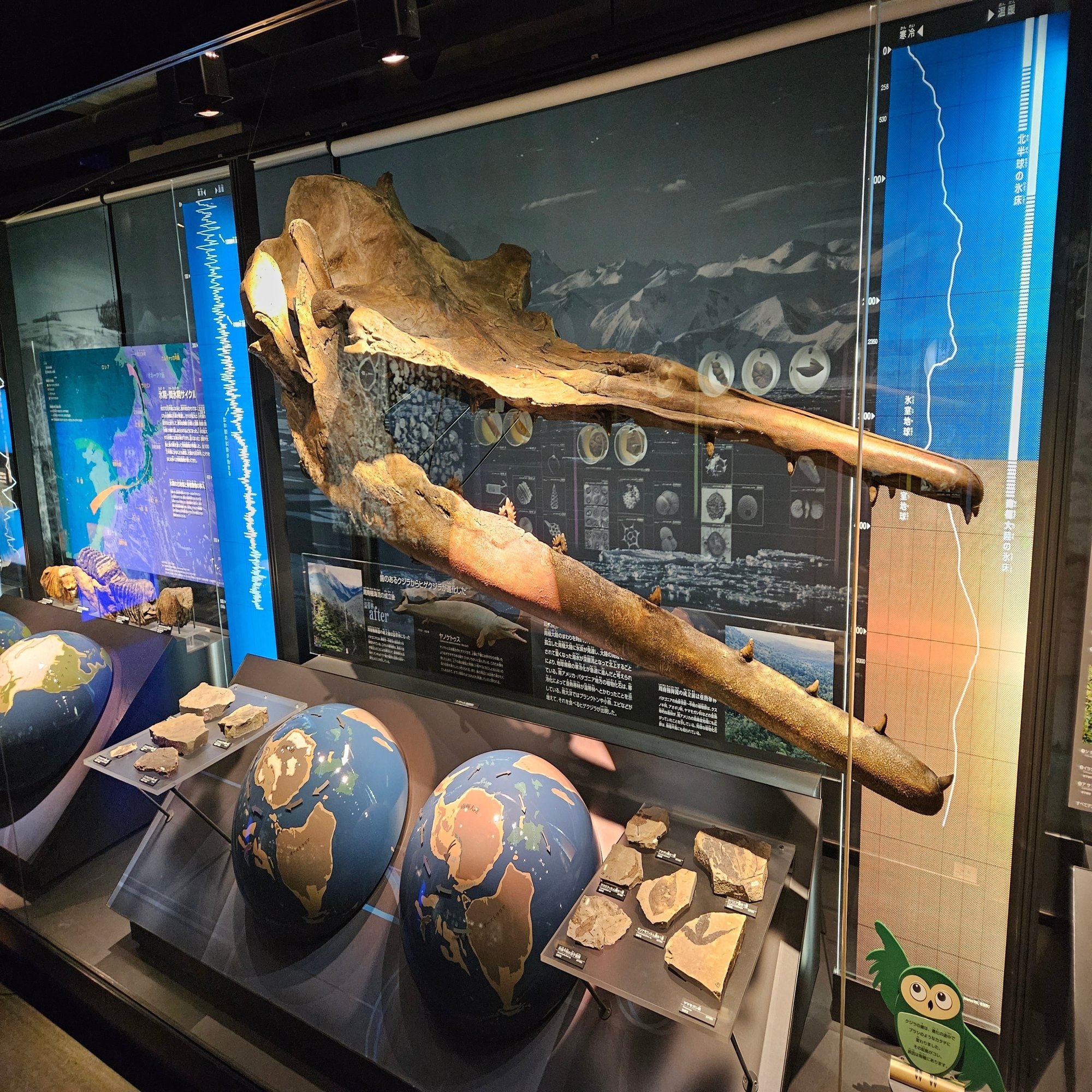 The Lost Universe 古代の巨鯨たち③古代ヒゲクジラ｜美原さつき