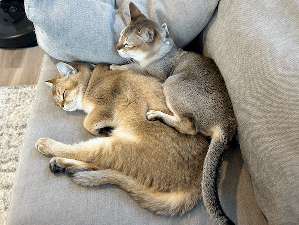 ネコ出品 DADACA CACAOCAT ミルク 5個入 Green Beans | グリーンビーンズ by AEON