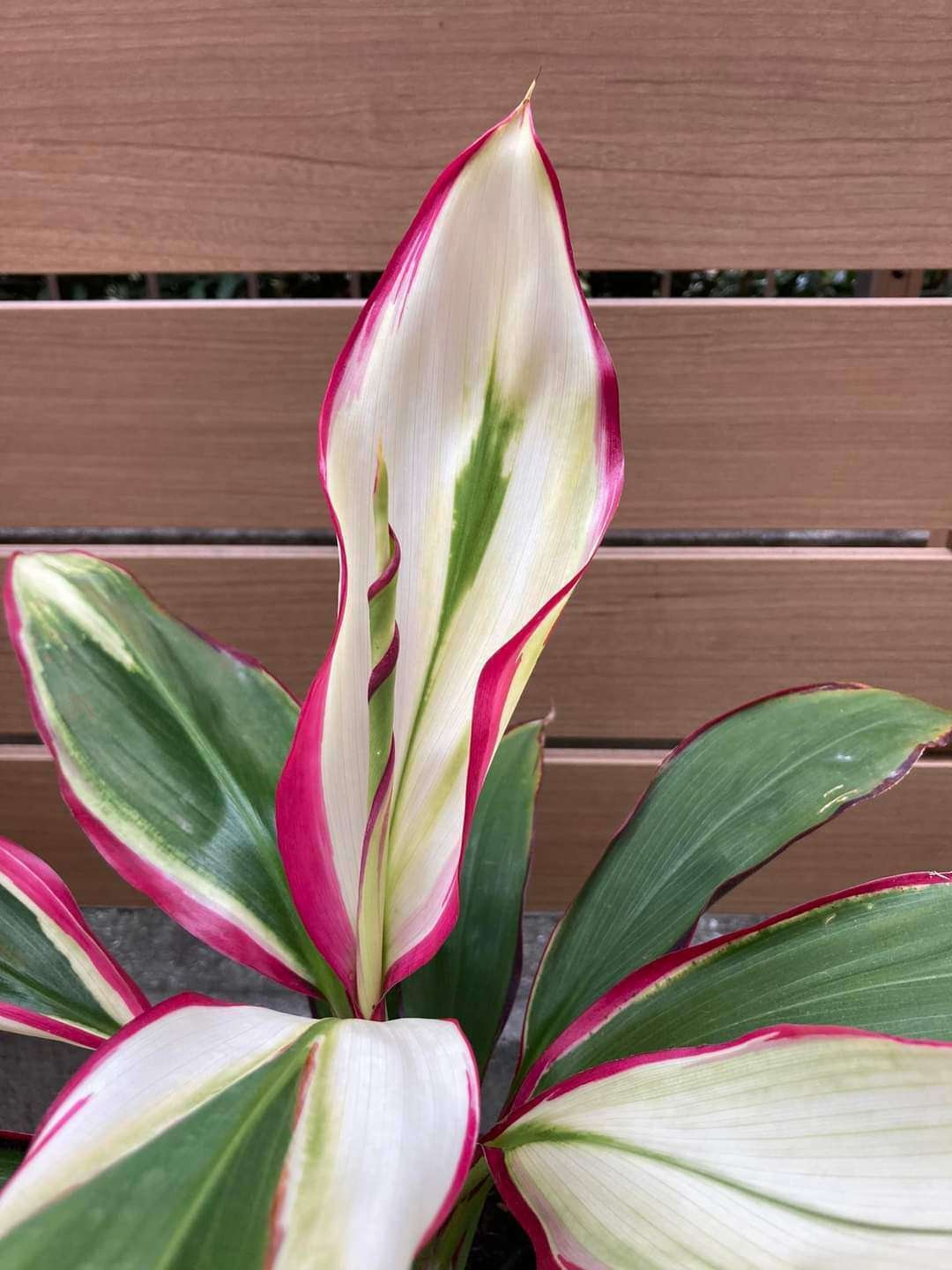 ドラセナとコルジリネは別人よっ！【コルジリネ編】｜チワワ社長