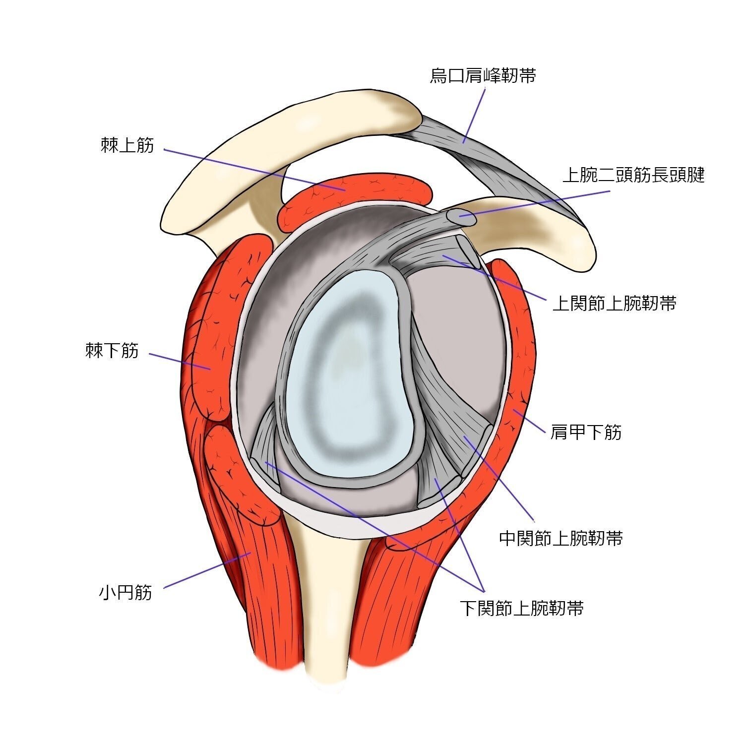 肩関節の制限因子と触診アプローチ【サブスク】｜理学療法士による臨床