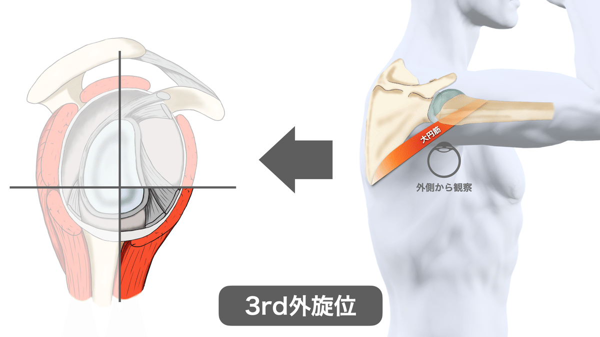 PNFの治療技術臨床応用2　肩関節へのアプローチ PNFの治療技術臨床応用2 肩関節へのアプローチ Amazon.co.jp: PNF