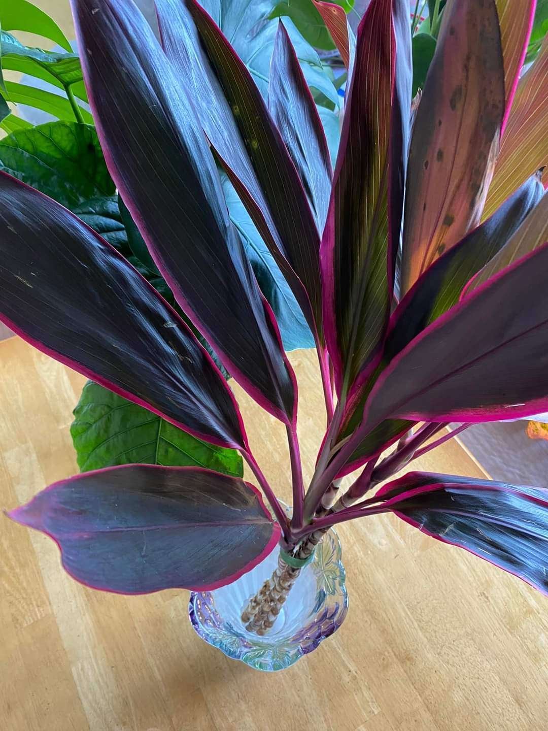 コルジリネ　チャイナボーイ（ドラセナ） 希少種！コルジリネ チャイナボーイ（ドラセナ） - メルカリ