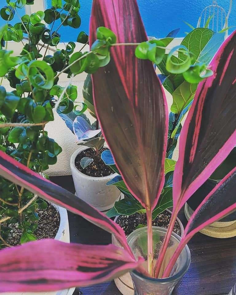 コルジリネ　チャイナボーイ（ドラセナ） 希少種！コルジリネ チャイナボーイ（ドラセナ） - メルカリ