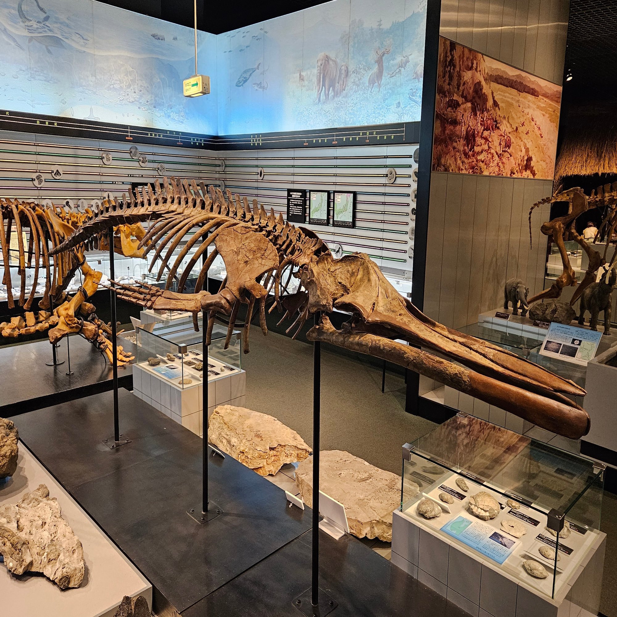 The Lost Universe 古代の巨鯨たち③古代ヒゲクジラ｜美原さつき