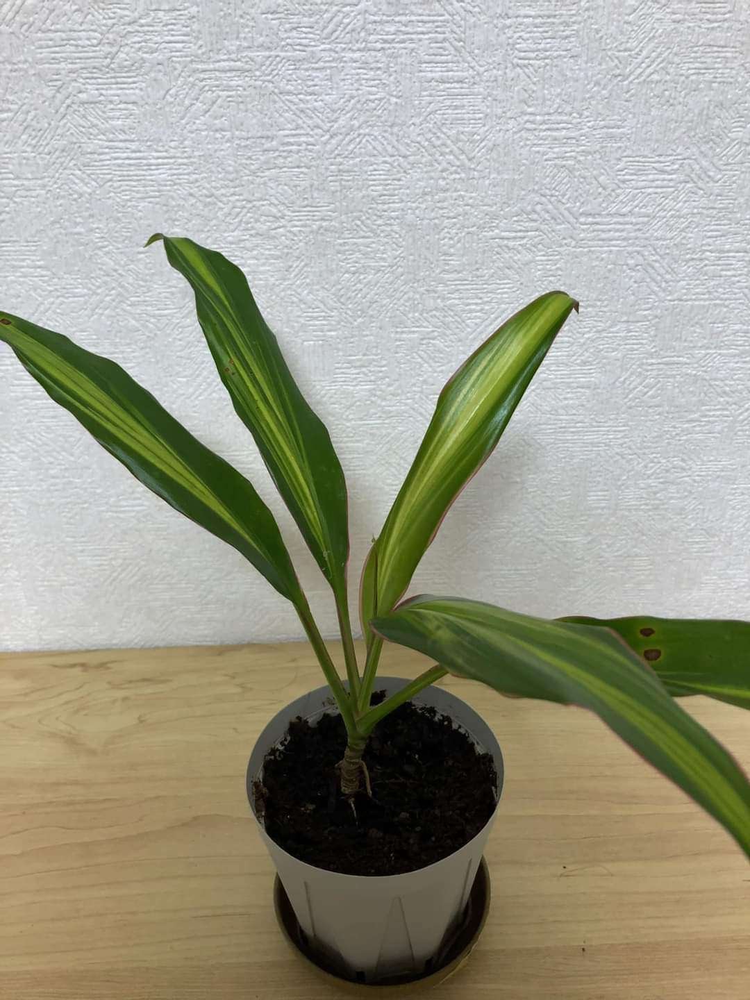 ドラセナとコルジリネは別人よっ！【コルジリネ編】｜チワワ社長