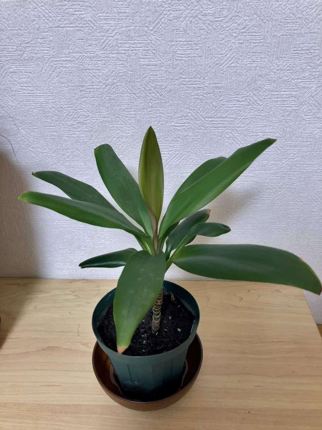 コルジリネ　チャイナボーイ（ドラセナ） コルジリネ チャイナボーイ（ドラセナ）