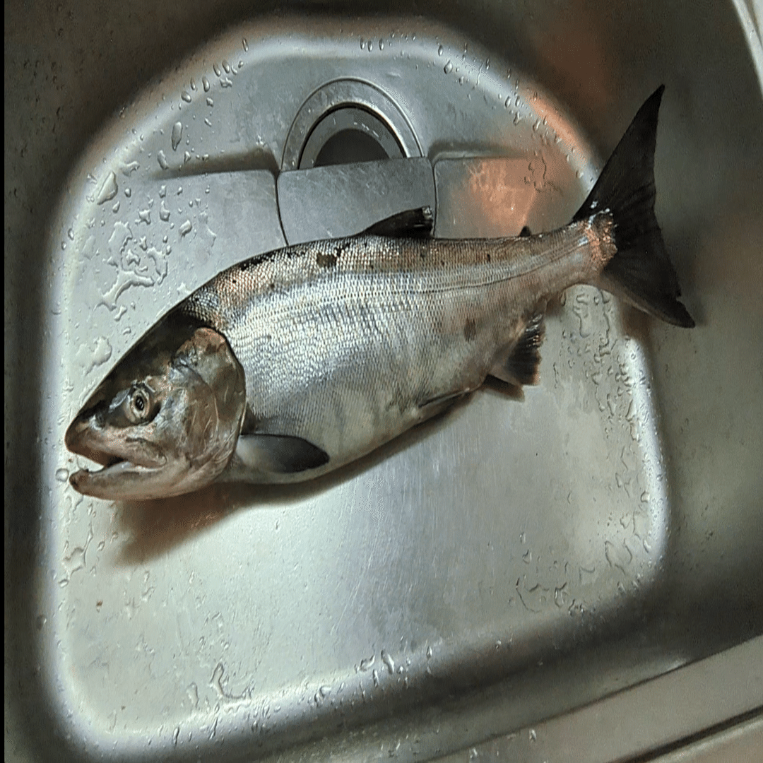 SHIMANO シマノ トラウトライズ 110H① アキアジ　鮭 シーバス SHIMANO シマノ トラウトライズ 110H① アキアジ 鮭 シーバス 2025年