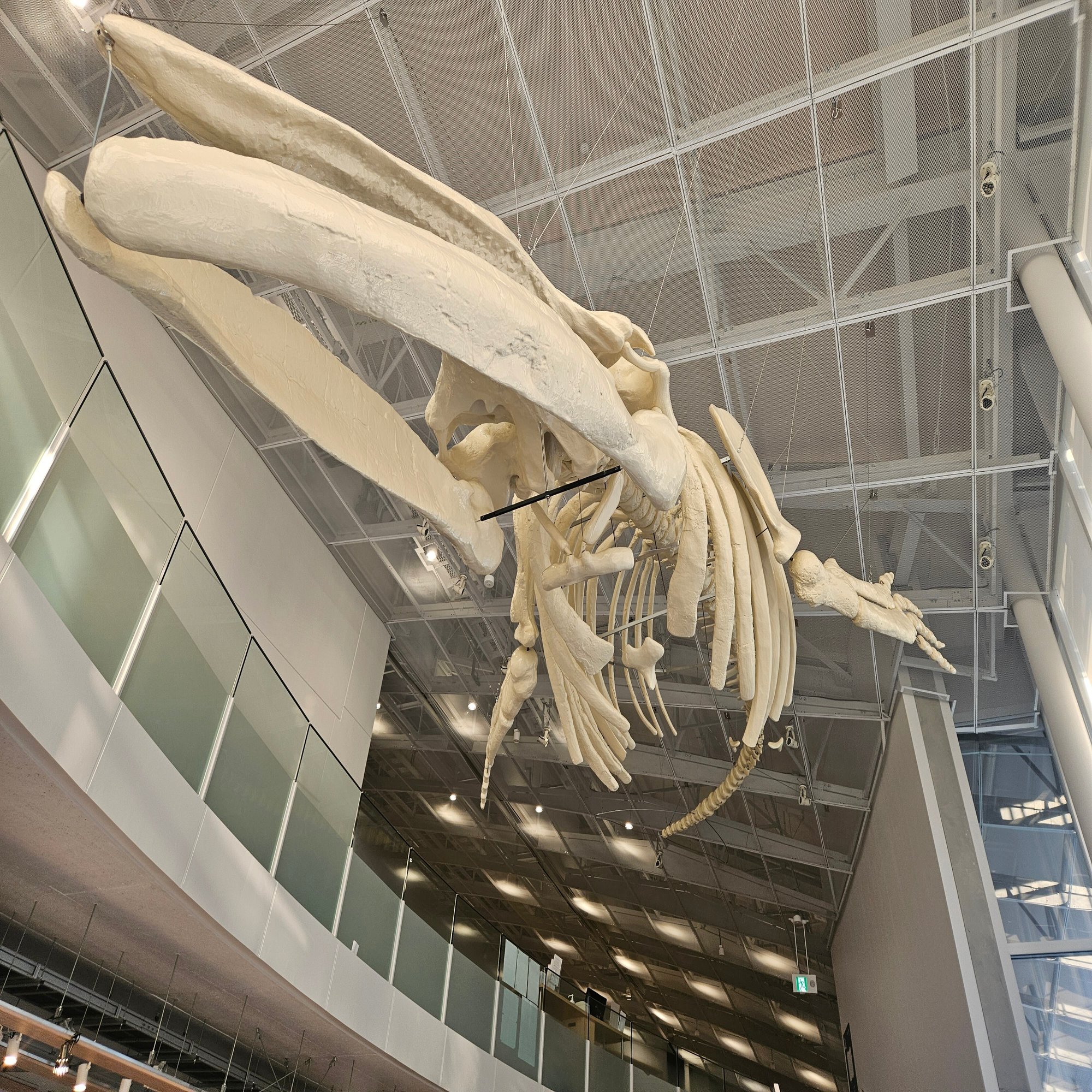 The Lost Universe 古代の巨鯨たち③古代ヒゲクジラ｜美原さつき