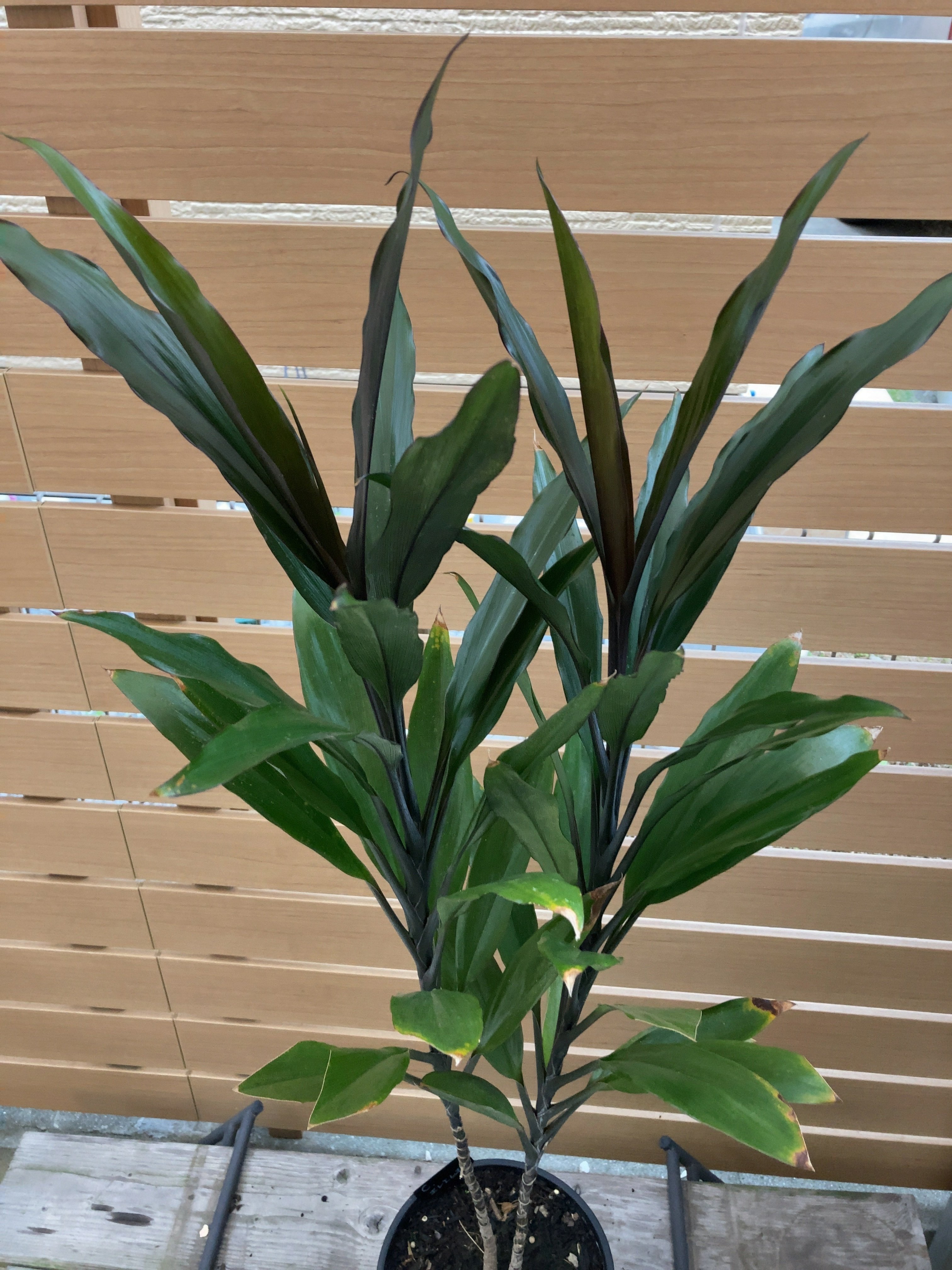 ドラセナとコルジリネは別人よっ！【コルジリネ編】｜チワワ社長