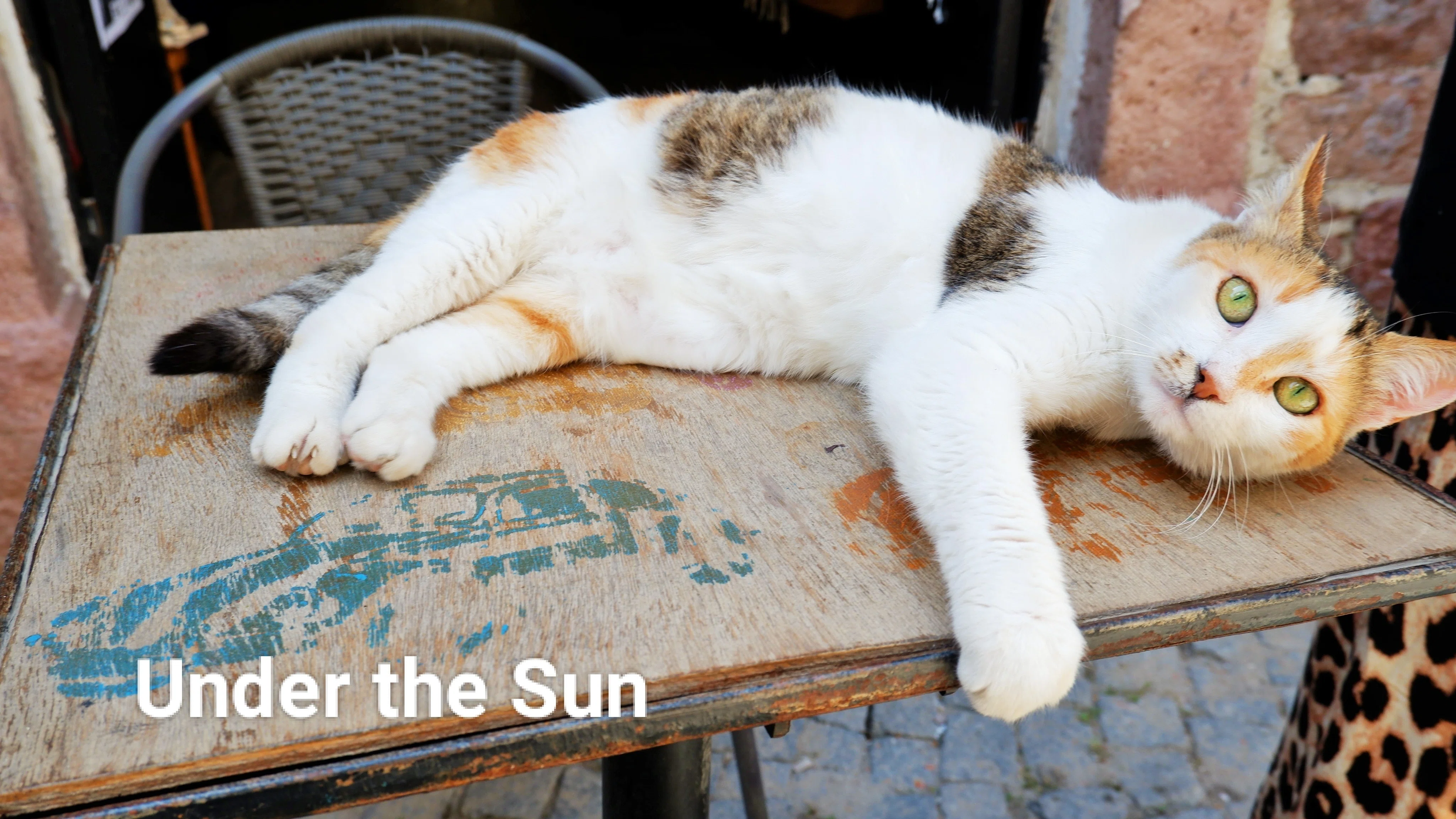 🇹🇷トルコ・アイワルクがネコの楽園だった｜Under The Sun