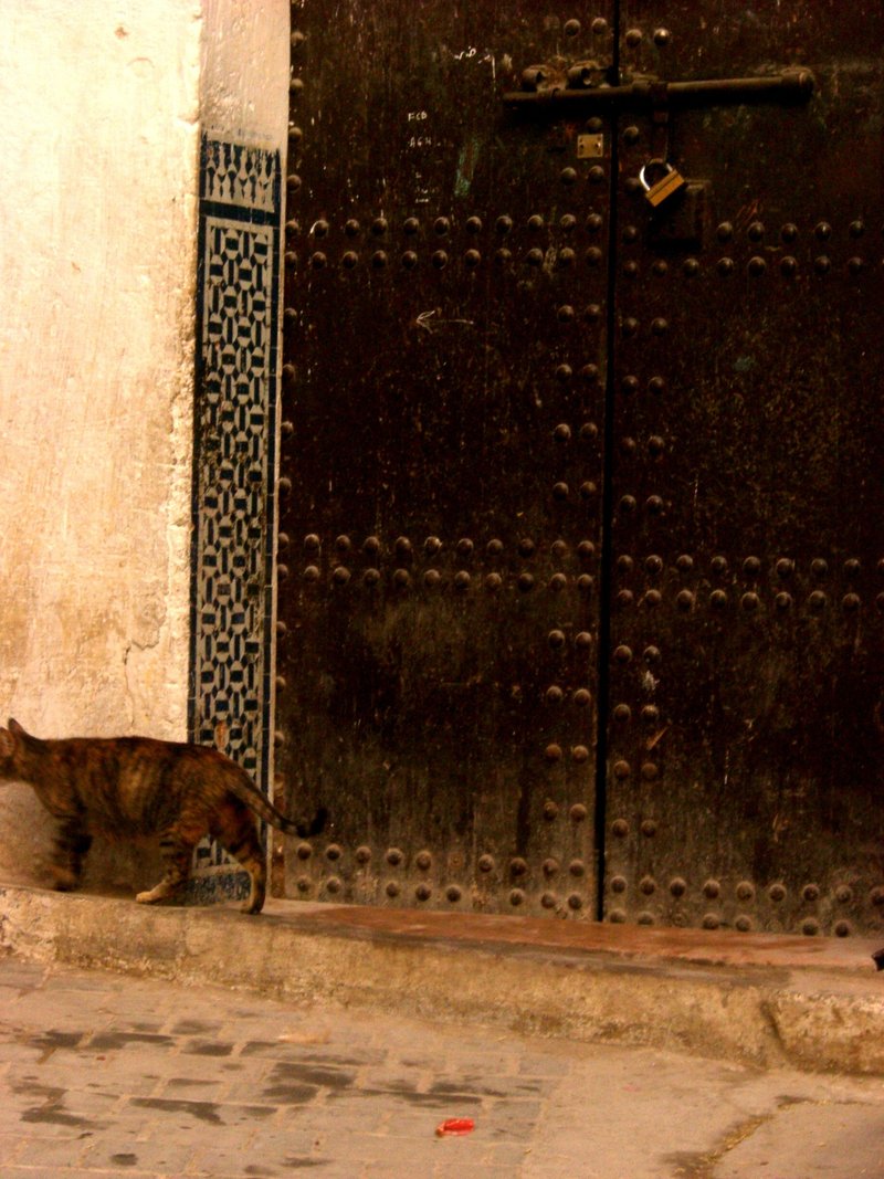 ドアの前を歩く猫