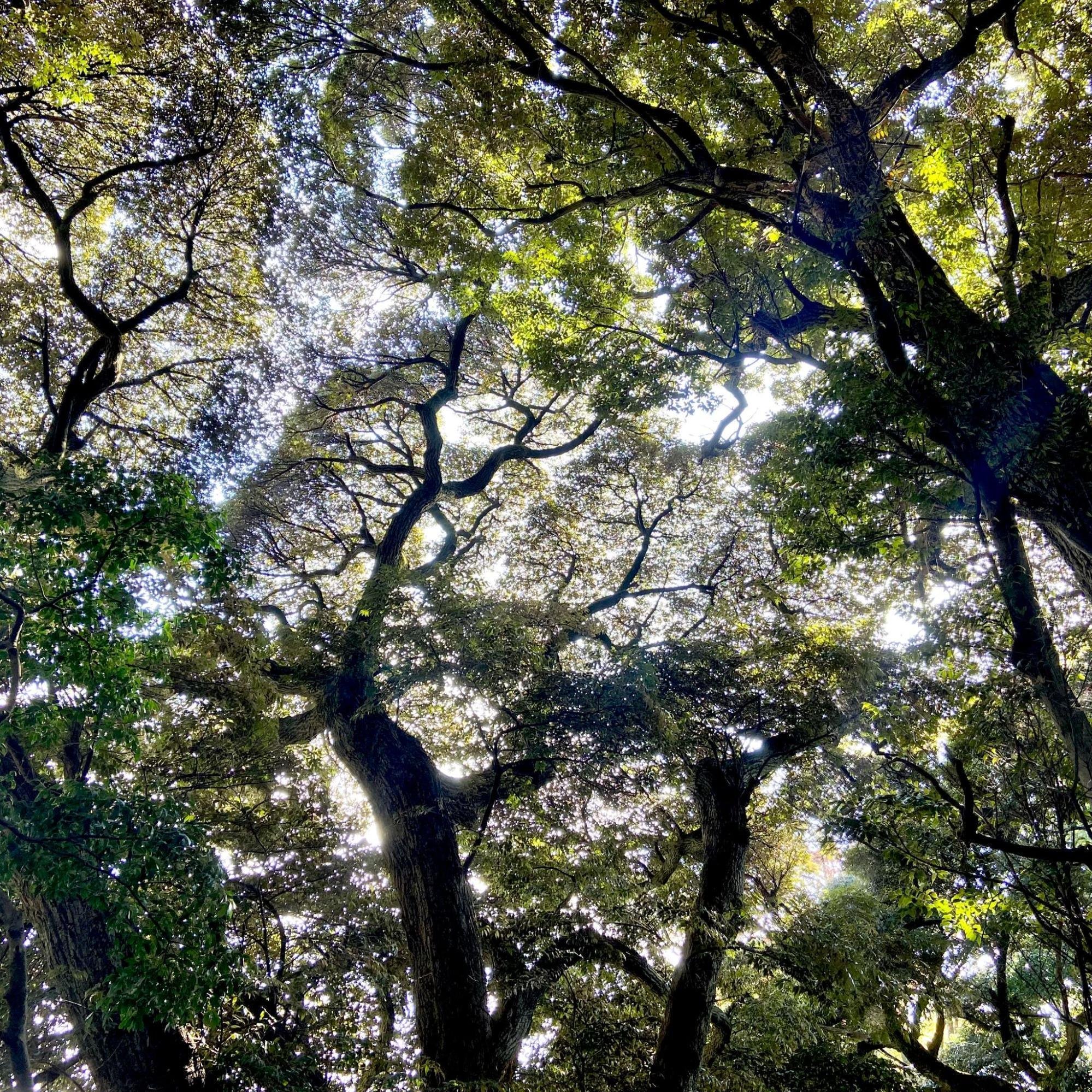 希少‼︎自然木！ 樹木図鑑 その⑥ スダジイ 〜宅地の隙間の、深い森〜｜日本花卉文化
