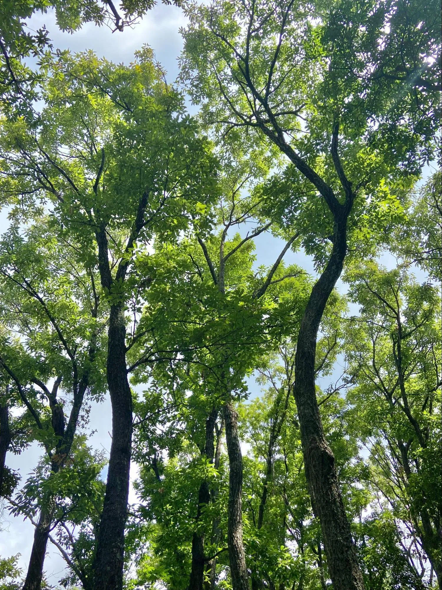 山野草 斑入り 樹木 山採りコナラ ⑦