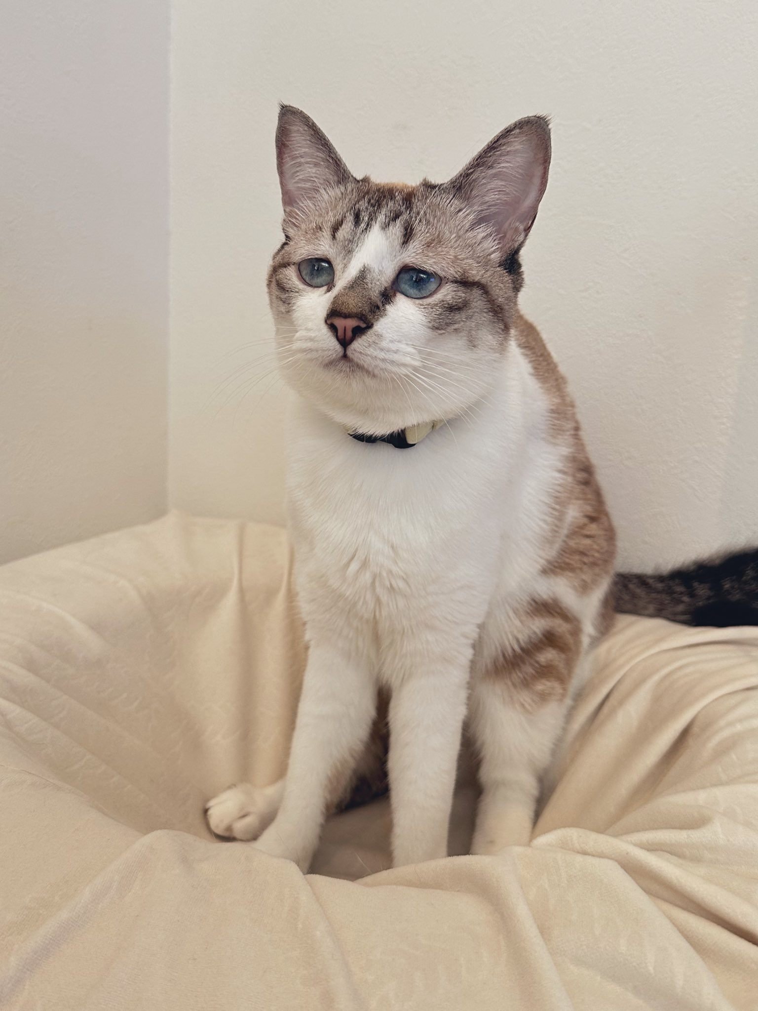 黒猫ミント様 黒猫みんと様