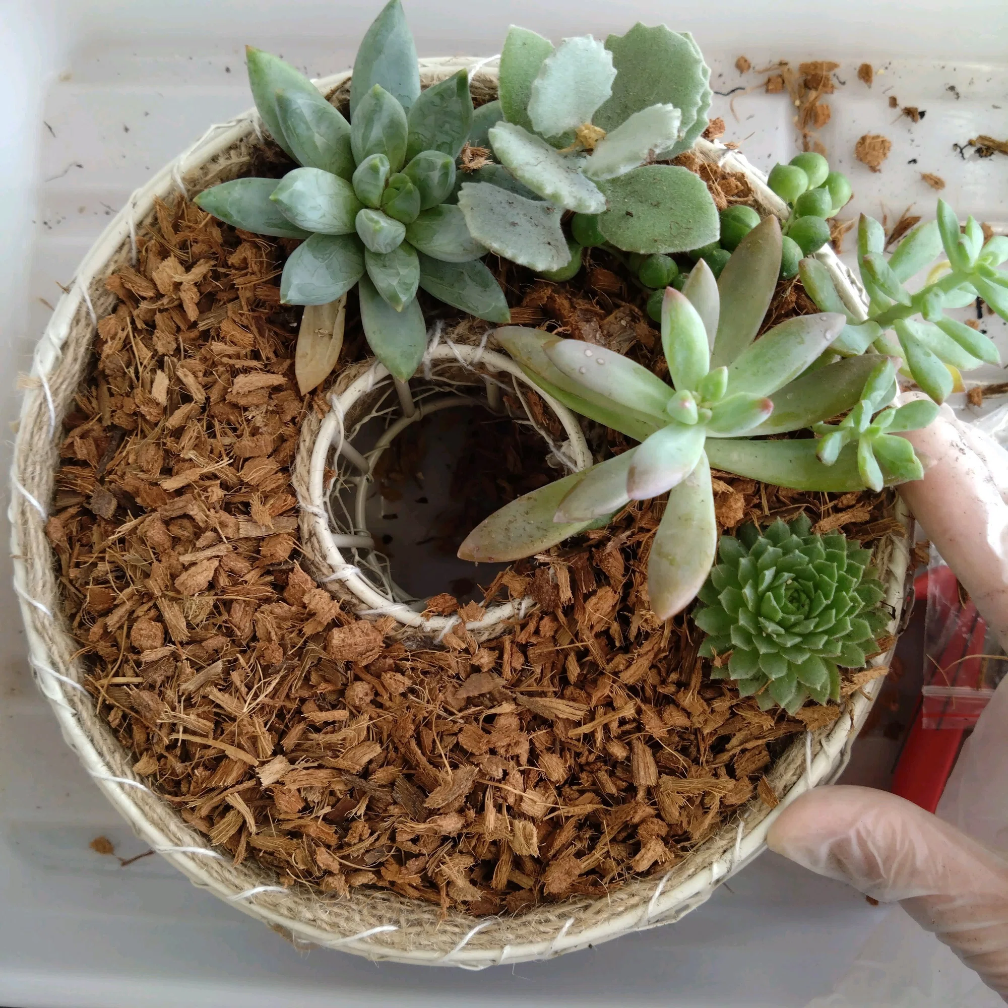 多肉植物でリースづくり｜あゆみ
