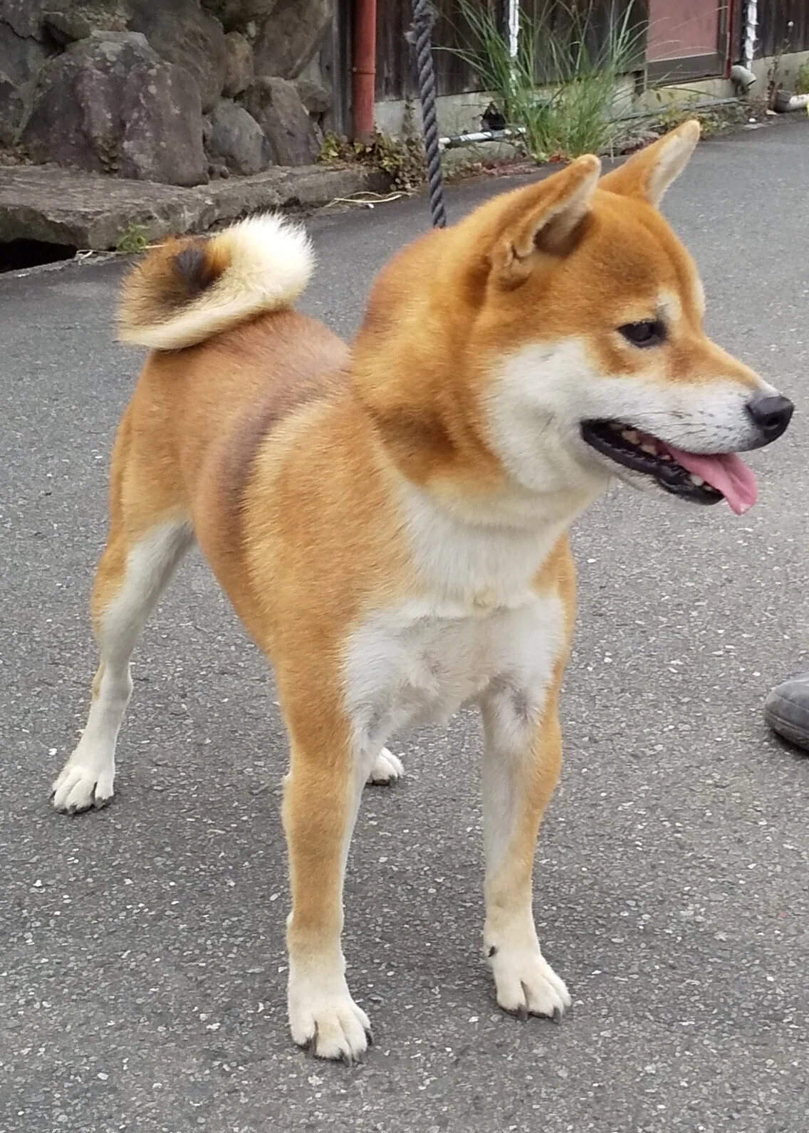 柴犬のココロまじわうトコロ｜なかけん