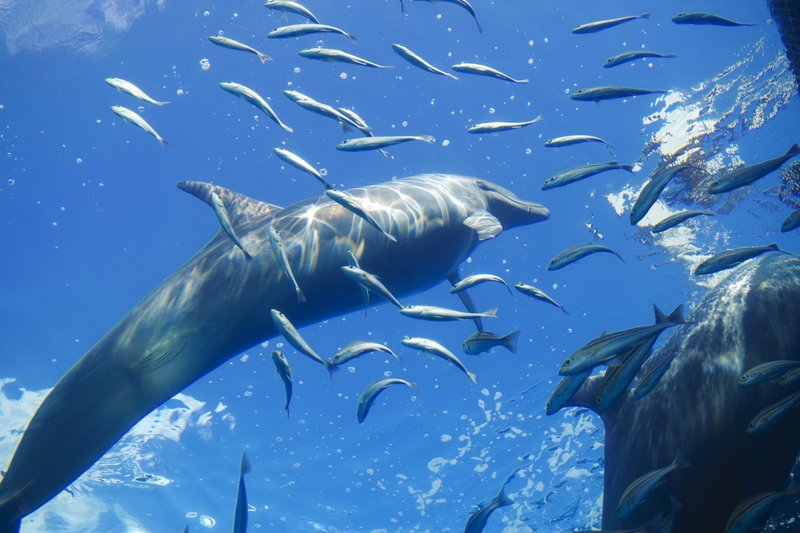 空を泳ぐイルカ、高く高く