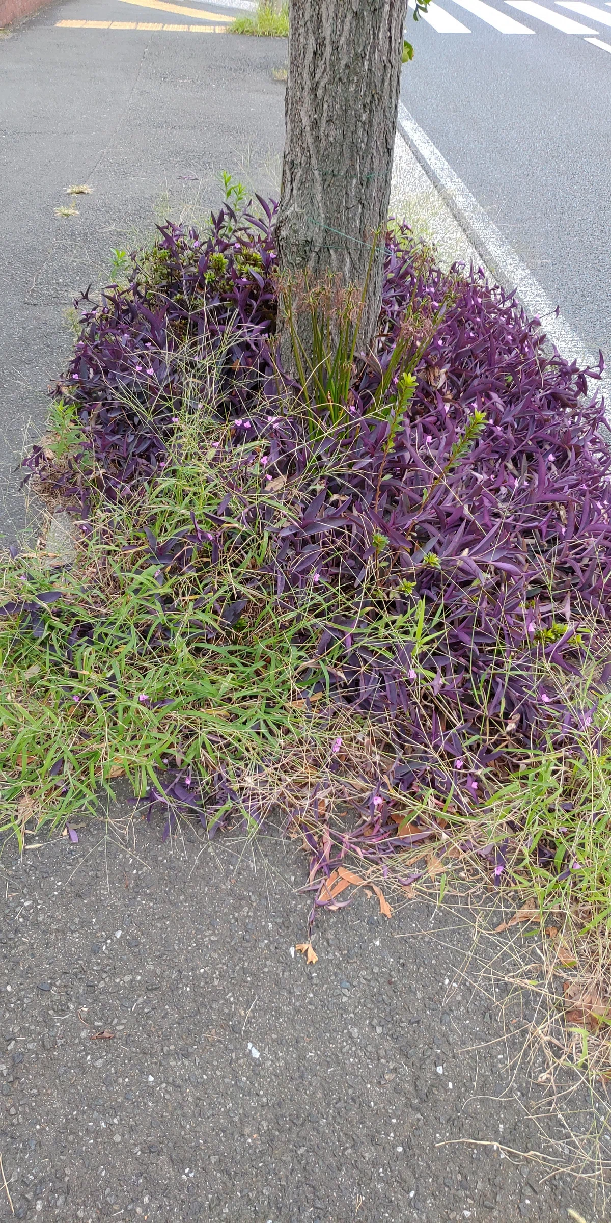 雑草の話で草生やす｜aizuk