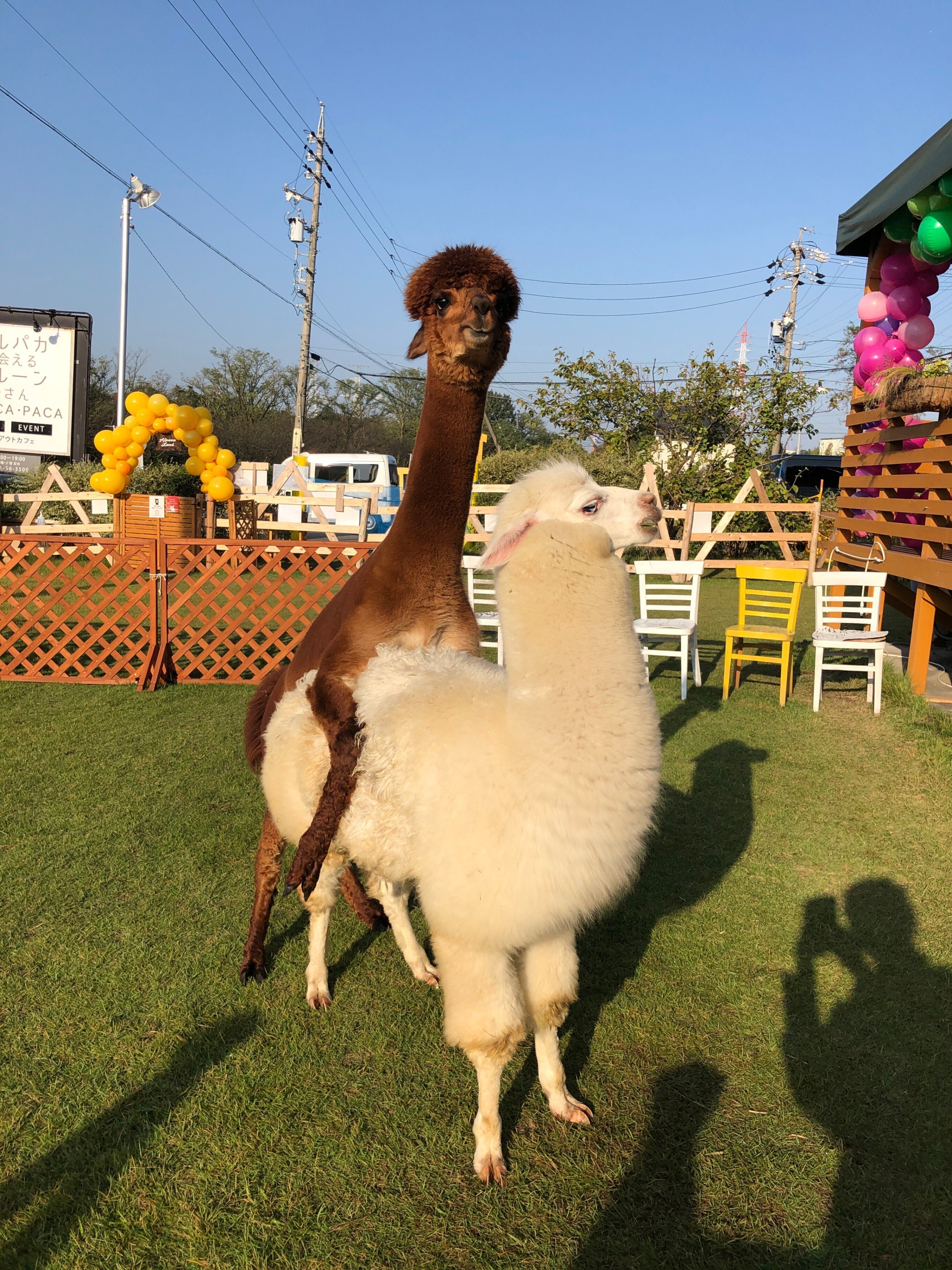 ハンサ アルパカ アルパカ 100 | HANSA