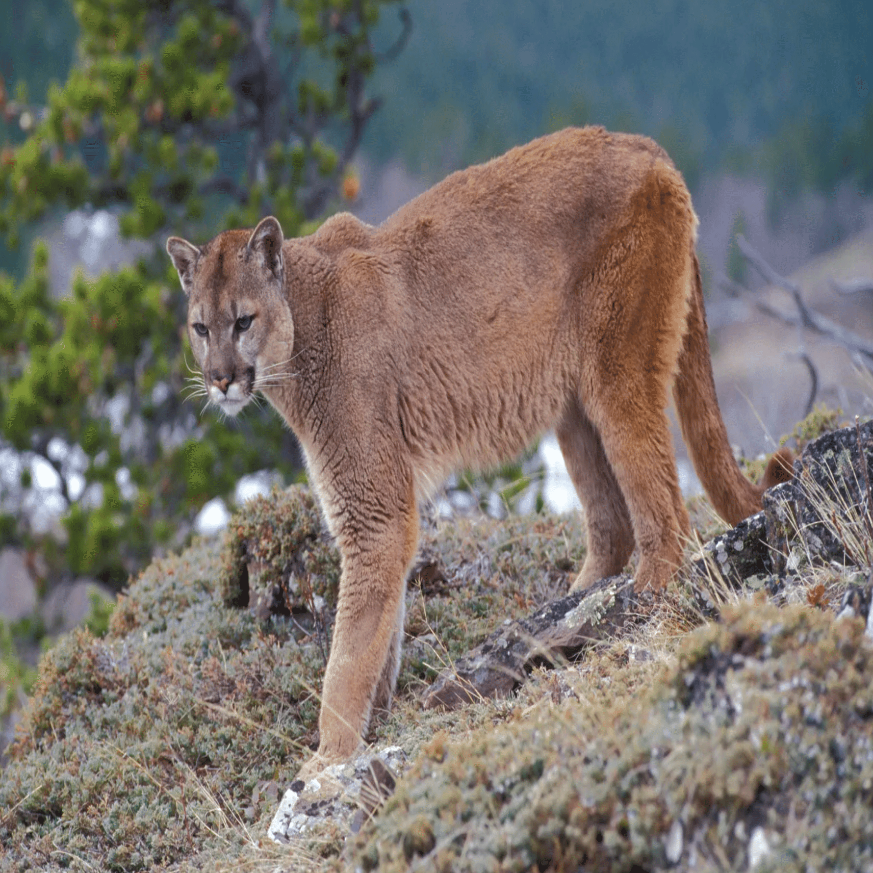 ネコ科の猛獣たち｜TECHNOuchi