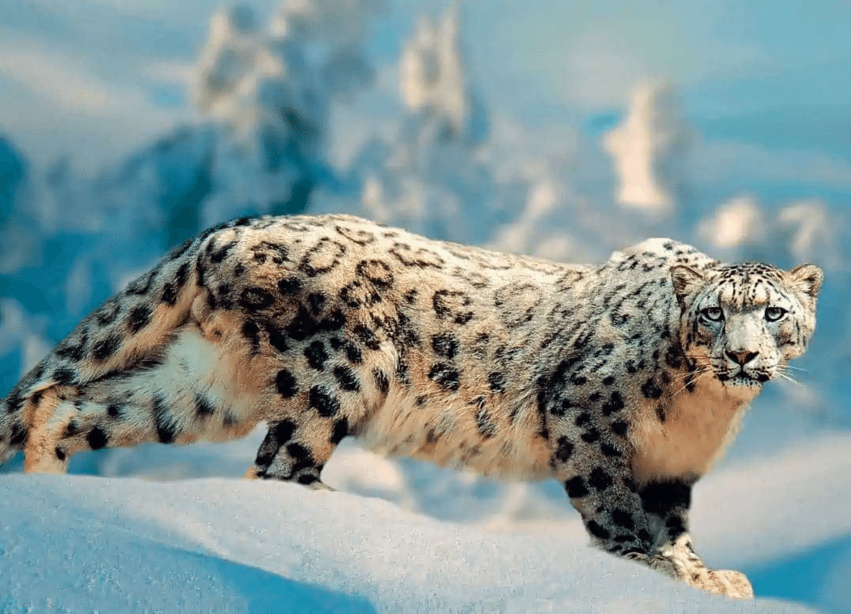 ネコ科の猛獣たち｜TECHNOuchi