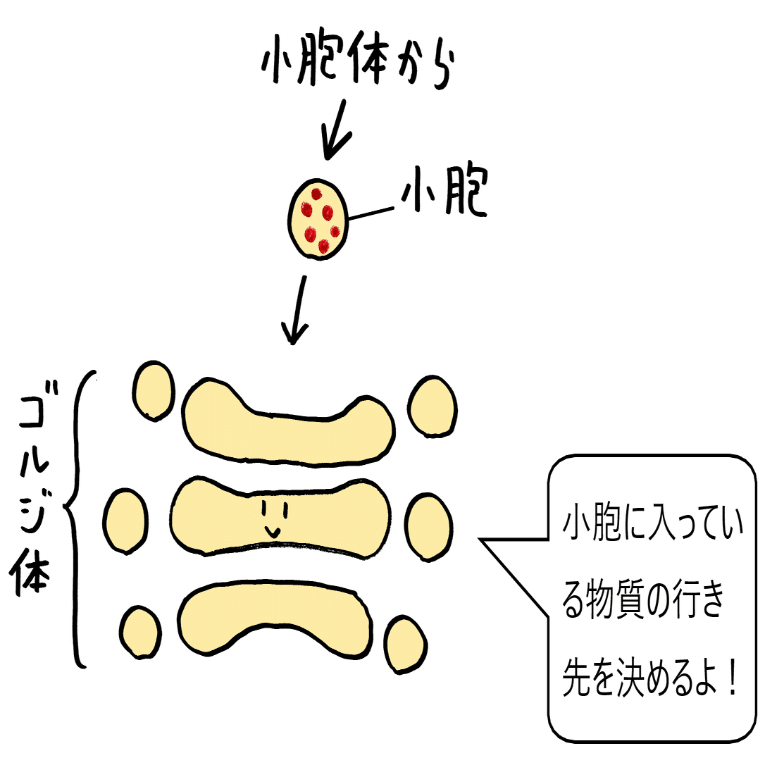 Oheso's Articles 002（誕生日記念投稿）: 植物老化制御におけるエピジェネティック機構の統合的理解と応用展望｜Shigeru Sato, image size:1594x1086