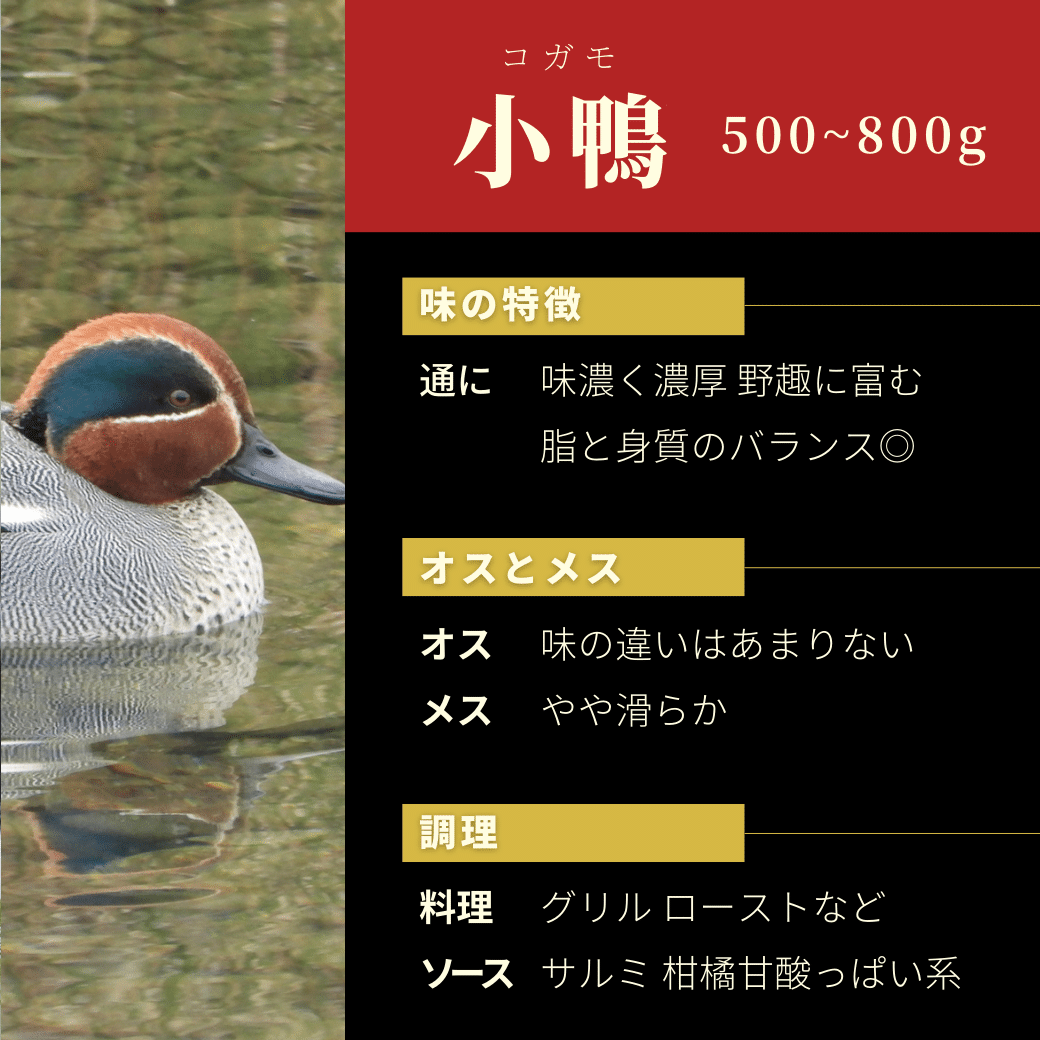 鴨の剥製(対) 今さら聞けない○○シリーズ【国産ジビエ 鴨〜基本編〜】読んで学ぶ