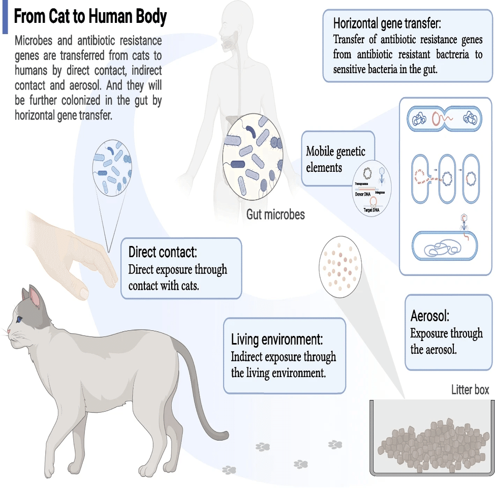 ペットの猫が飼い主の腸内環境と生活環境の抗生物質レジストームを形成している可能性｜哉百名