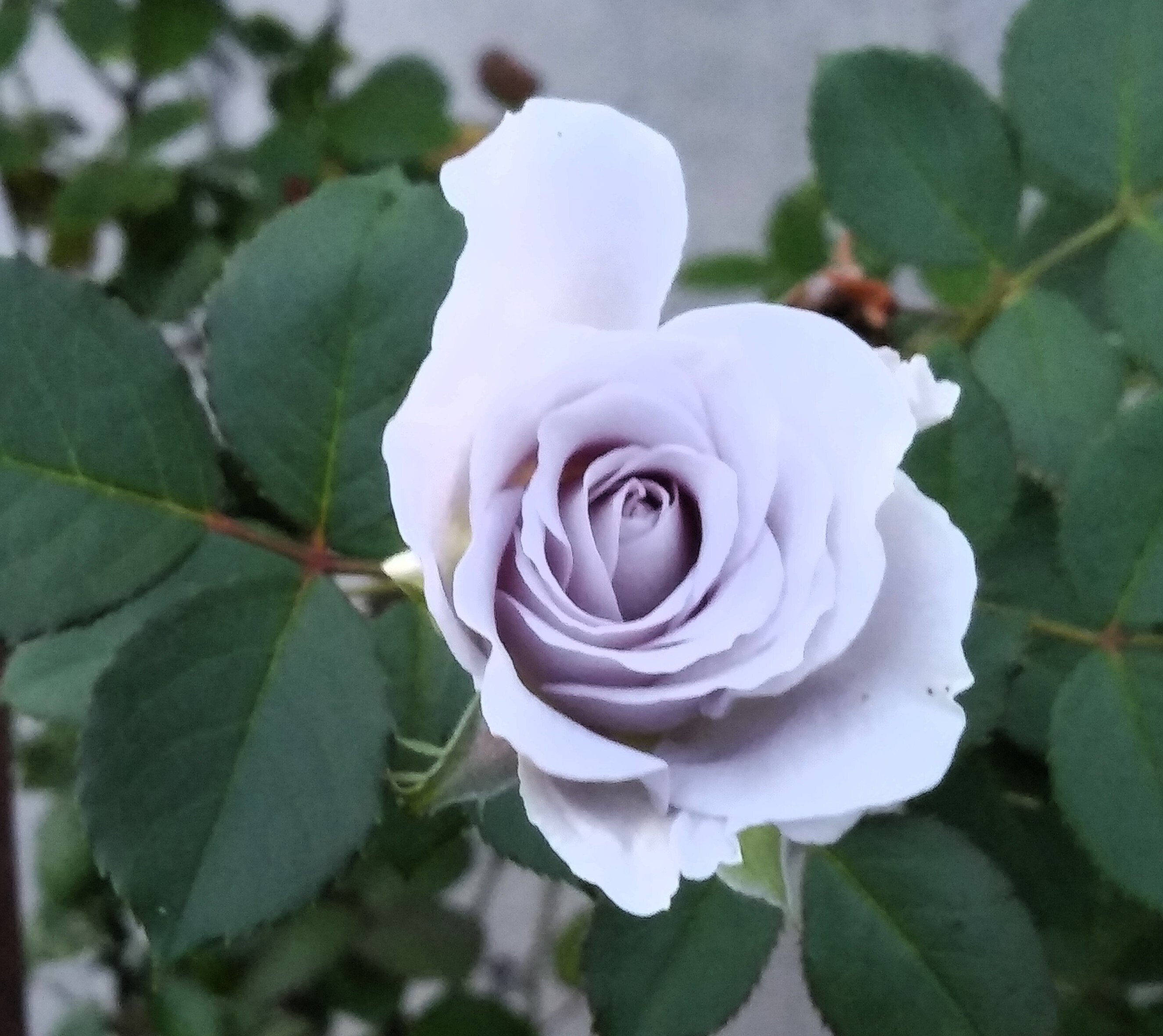 令和5年10月22日（日）魅惑のブルーローズたち｜伊勢の神宮ばら園