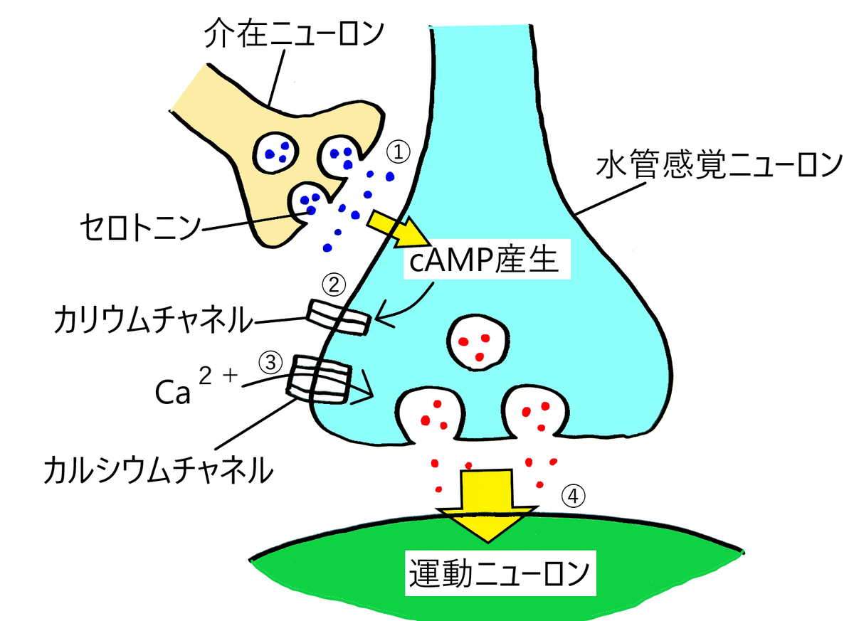 カパンジ－生体力学の世界 地球上の生物に共通する動きの仕組み カパンジ－生体力学の世界 地球上の生物に共通する動きの仕組み