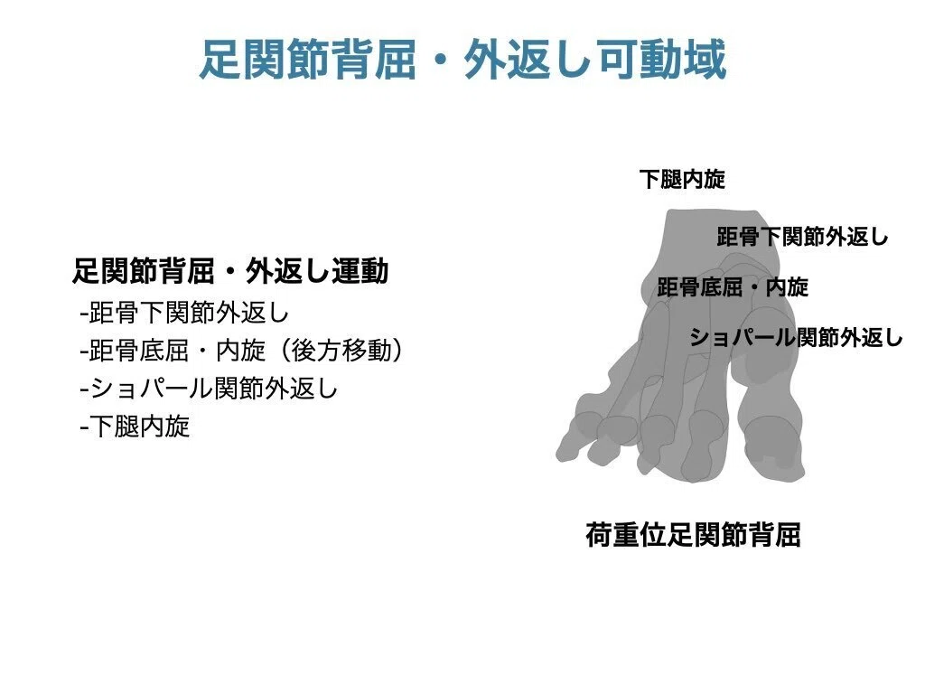 足関節捻挫後の徒手的アプローチと運動療法セミナー動画｜平 純一朗