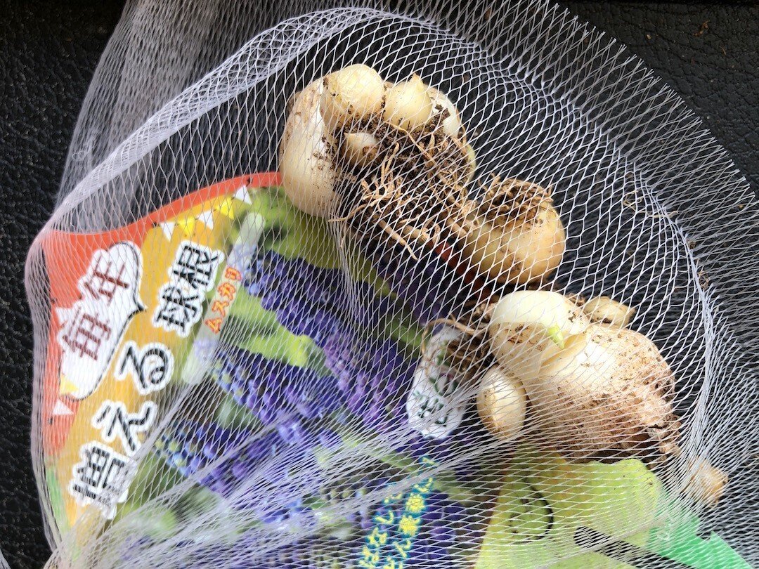 あらら〜球根から「こんにちわ」してるムスカリ｜穂の気ままライフ