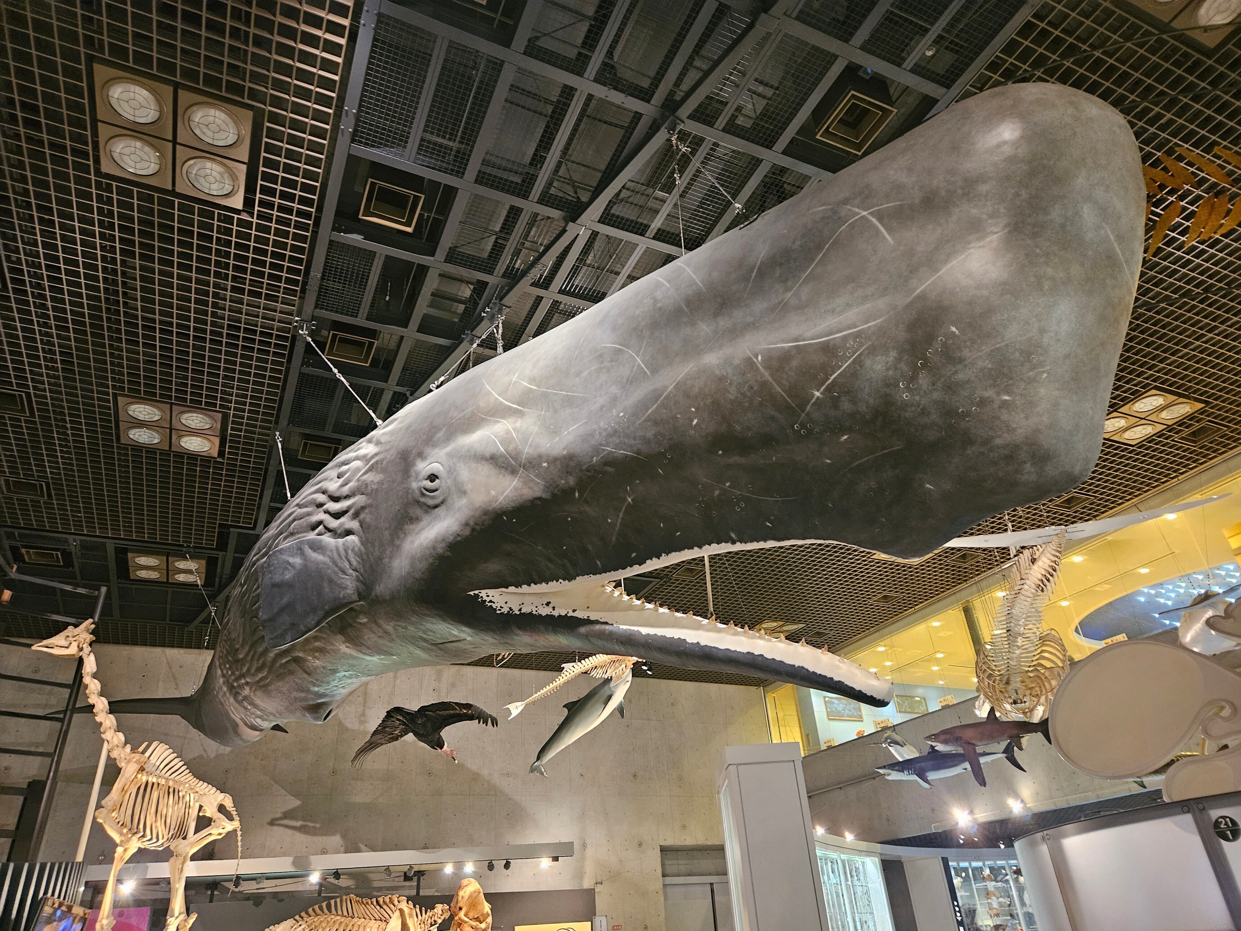 激レア コビレゴンドウ 脊椎 NO.7 鯨 骨 激レア コビレゴンドウ 脊椎 鯨 骨 NO.6 激レア コビレゴンドウ 脊椎