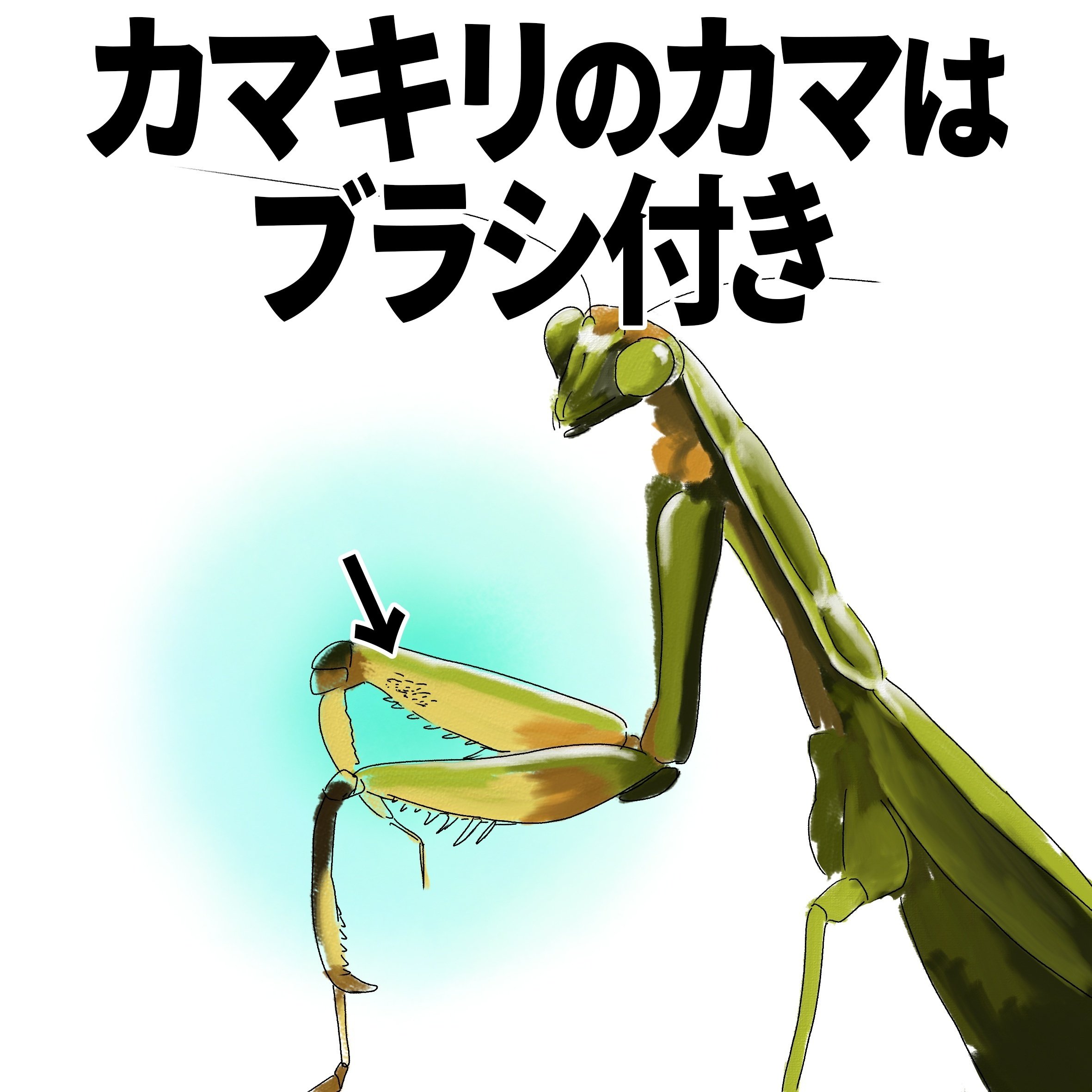 カマキリのカマはブラシ付き｜くますけ｜自然ガイド・クリエイター