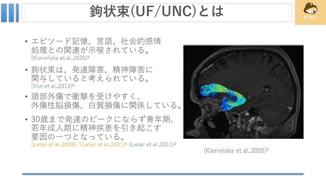 鉤状束について｜くろ 作業療法士