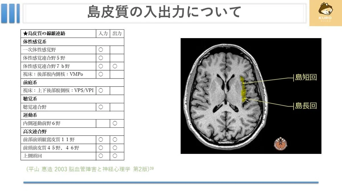 鉤状束について｜くろ 作業療法士